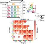 Synaptic plasticity facilitates oscillations in a V1 cortical column model with multiple interneuron types