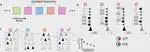 Representational drift as the consequence of ongoing memory storage